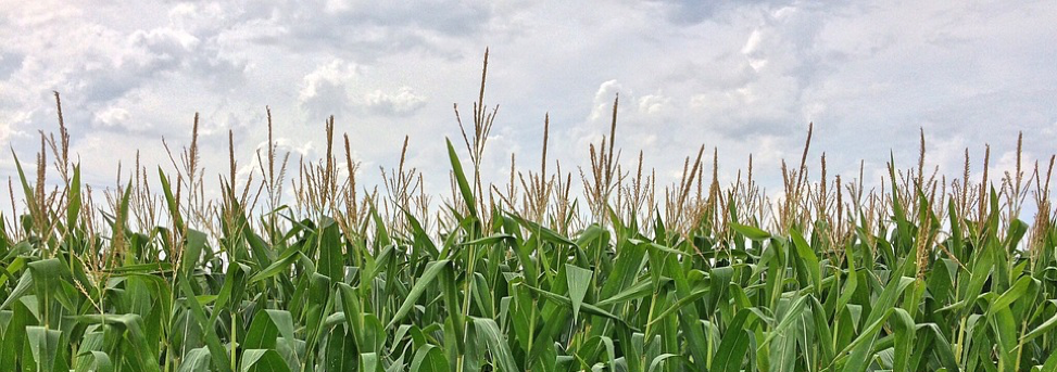 Corn Maze